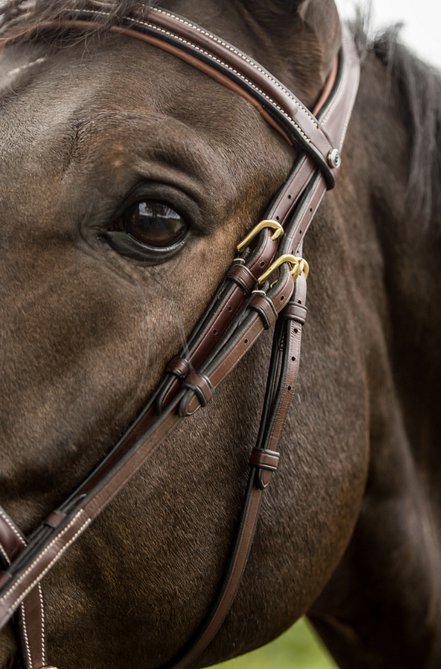TRUST Calgary – Trust Equestrian